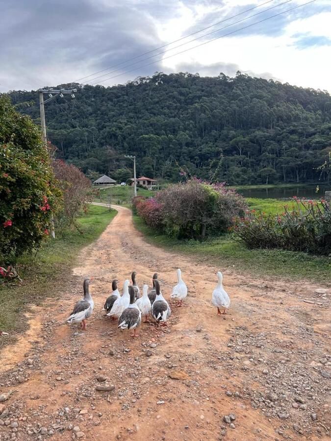 Gansos caminhando pela estrada da fazenda