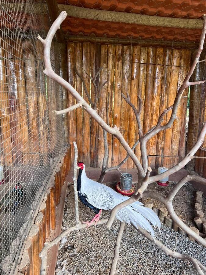 Aves na fazendinha